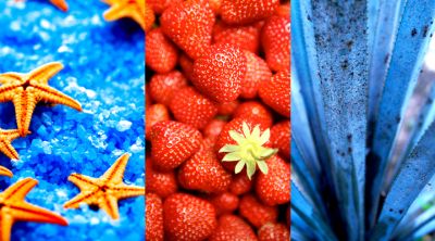 Estrellas de Mar y Fresas