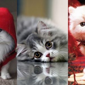 Gatos persas adorables