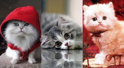 Gatos persas adorables