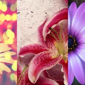 Colección de Flores Hermosas