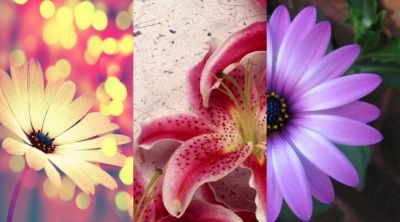 Colección de Flores Hermosas