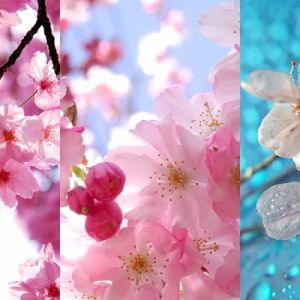 Hermosas Flores de Cerezo