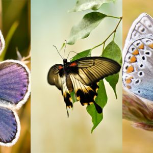 Hermosas Mariposas en la Naturaleza
