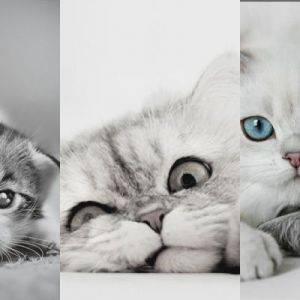 Gatos y Gatitos Adorables