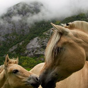 Hermosos Caballos en la Naturaleza