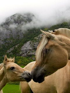 Hermosos Caballos en la Naturaleza