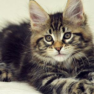 Gatito Maine Coon Adorable