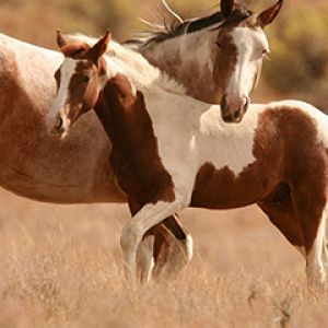Hermosos Caballos en la Naturaleza