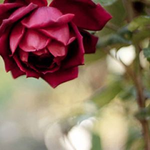 Hermosa Rosa Roja
