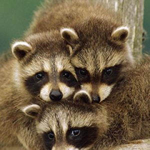 Familia de mapaches adorables