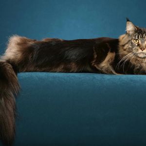 Gato Maine Coon Relajado