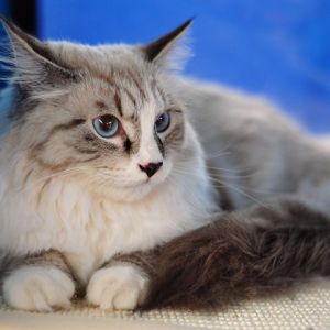 Gato Esponjoso con Ojos Azules