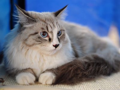 Gato Esponjoso con Ojos Azules