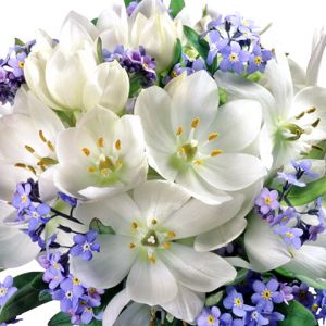 Hermosas Flores Blancas y Moradas