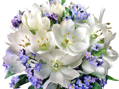 Hermosas Flores Blancas y Moradas