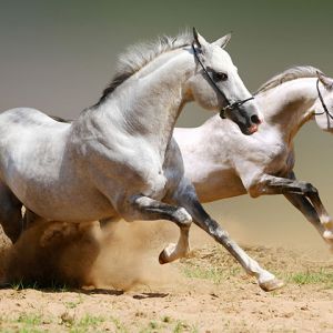 Caballos Grises Corriendo