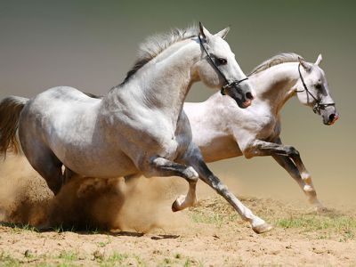 Caballos Grises Corriendo
