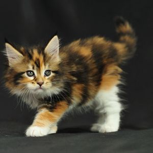 Gatito Calico Adorable