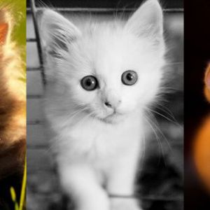 Colección de Gatitos Lindos