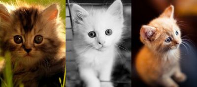 Colección de Gatitos Lindos