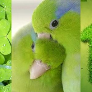 Naturaleza Verde y Loros
