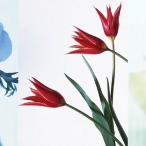 Hermosa Composición Floral
