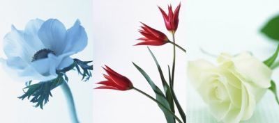 Hermosa Composición Floral