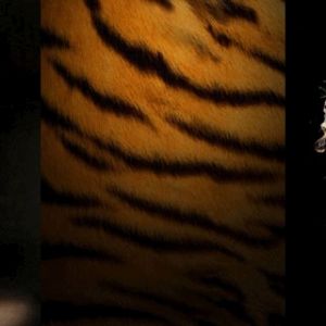 Arte del Tigre Majestuoso