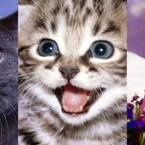 Colección de Gatos Lindos