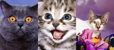 Colección de Gatos Lindos