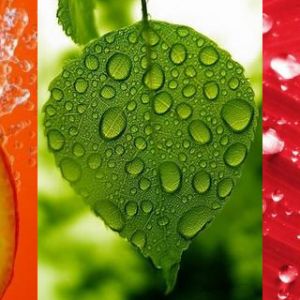 Frutas y hojas frescas