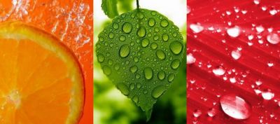Frutas y hojas frescas