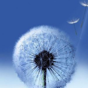 Diente de León en Cielo Azul