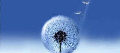 Diente de León en Cielo Azul