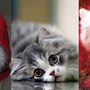 Gatos Lindos con Sudaderas