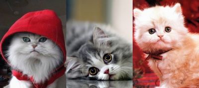 Gatos Lindos con Sudaderas