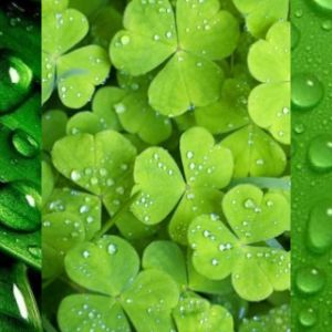 Naturaleza Verde con Gotas de Agua
