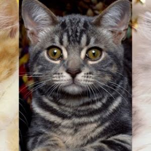 Colección de Gatos Lindos