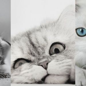 Colección de Gatos Lindos