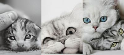 Colección de Gatos Lindos
