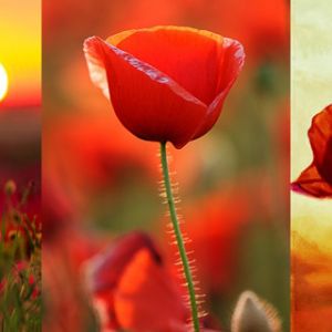 Amapolas Rojas Vibrantes
