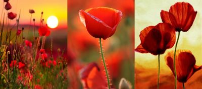 Amapolas Rojas Vibrantes