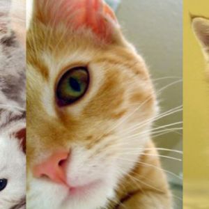 Gatos y Gatitos Lindos