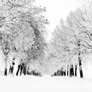Paisaje Invernal con Árboles Nevados