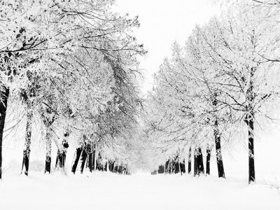 Paisaje Invernal con Árboles Nevados