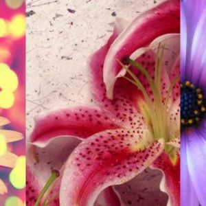 Colección de Flores Hermosas