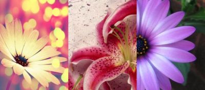 Colección de Flores Hermosas