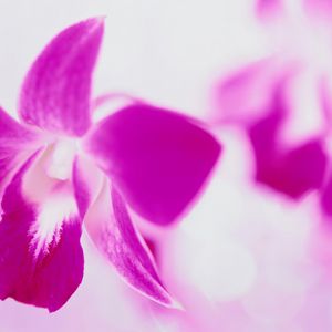 Hermosa orquídea rosa
