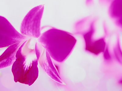 Hermosa orquídea rosa