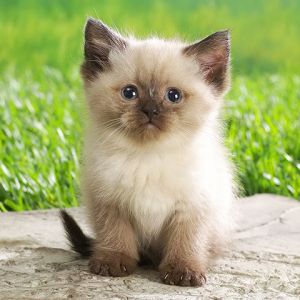 Gatito Bonito en el Césped